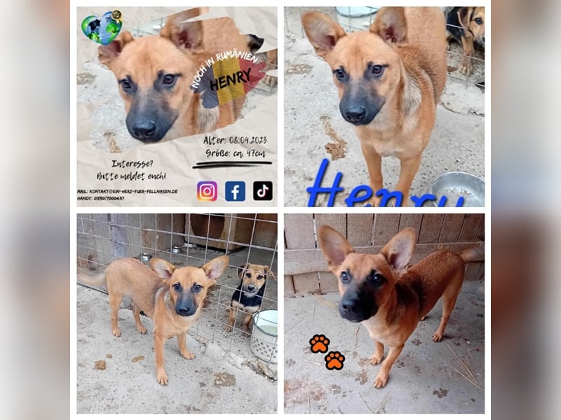 Unser herzensguter Henry