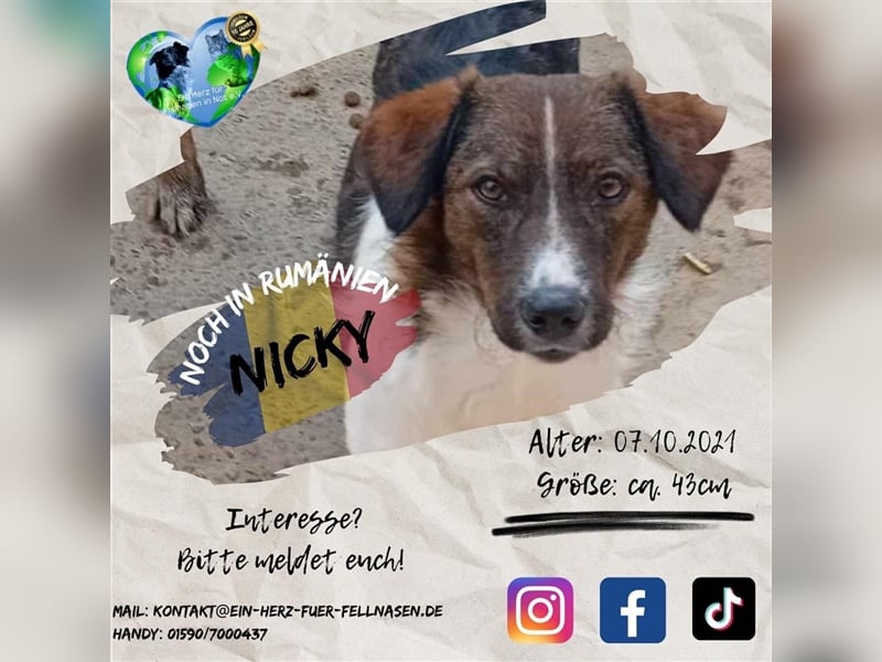 Unser liebesbedürftiger Nicky