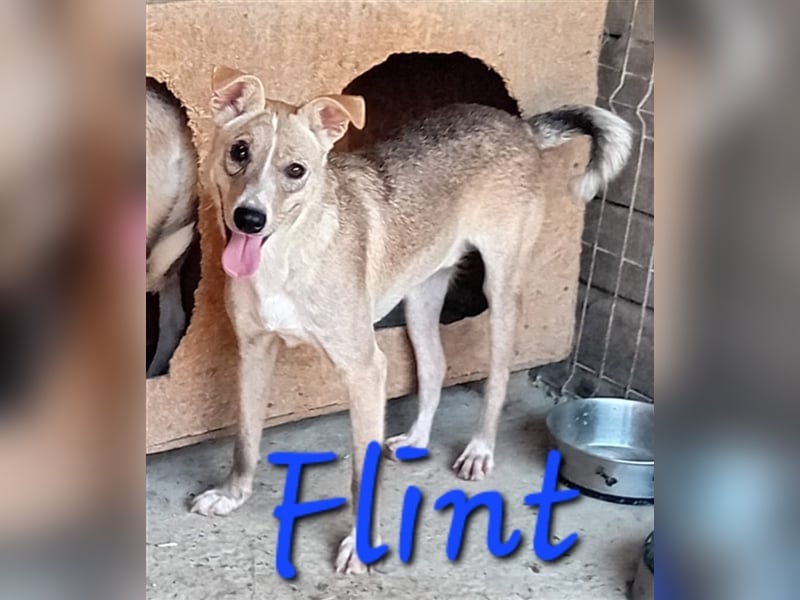 Unser zauberhafter Flint