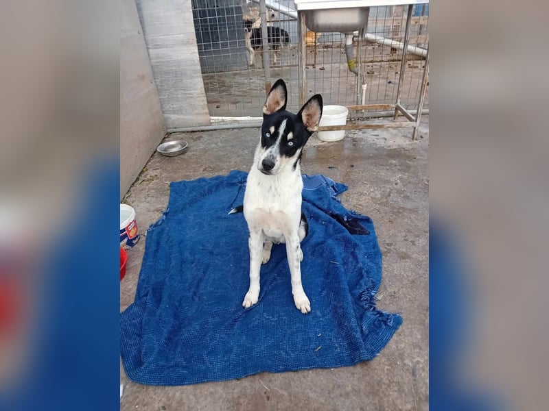 Unsere hübsche ZIVA