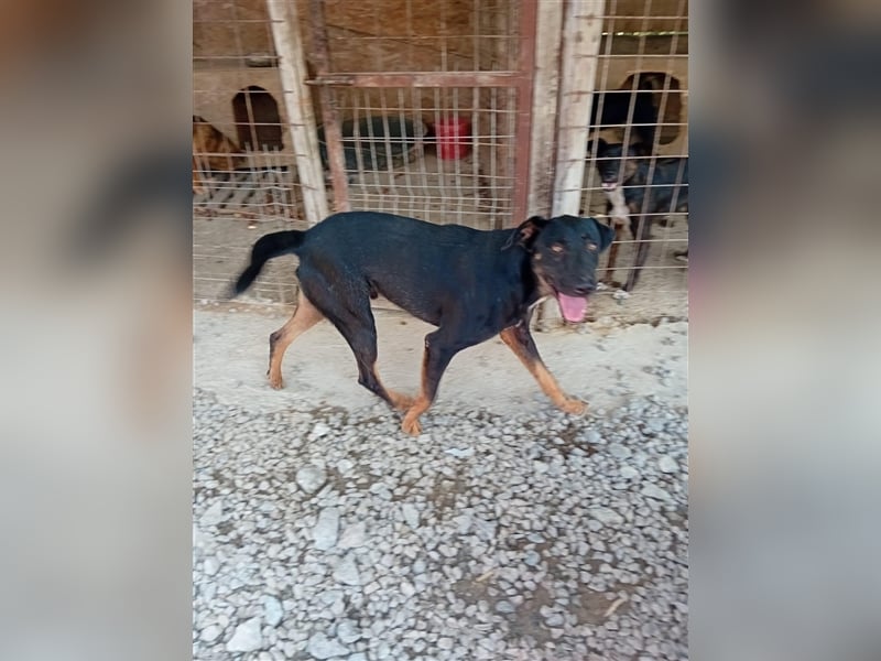 Unser süßer Herbie