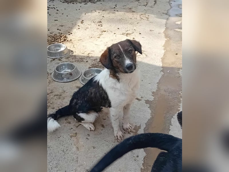 Unser liebesbedürftiger Nicky