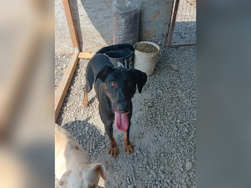 Unser süßer Herbie