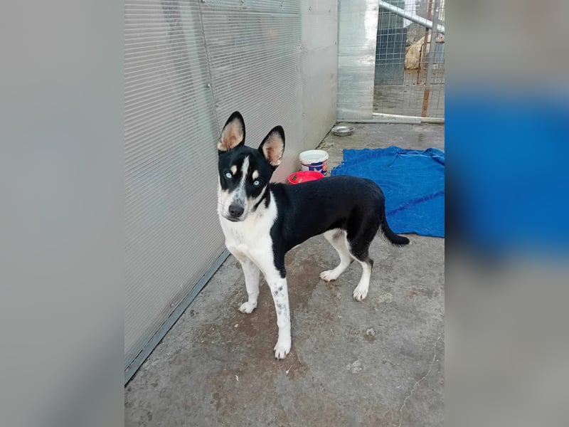 Unsere hübsche ZIVA