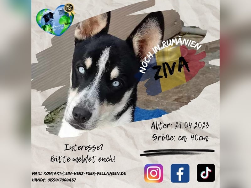 Unsere hübsche ZIVA