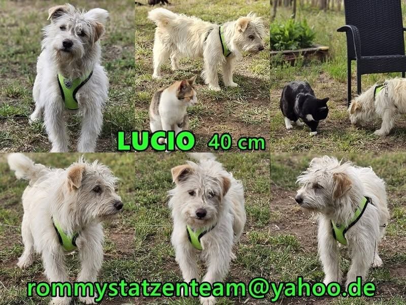 Lucio ist ein toller, feiner Kerl
