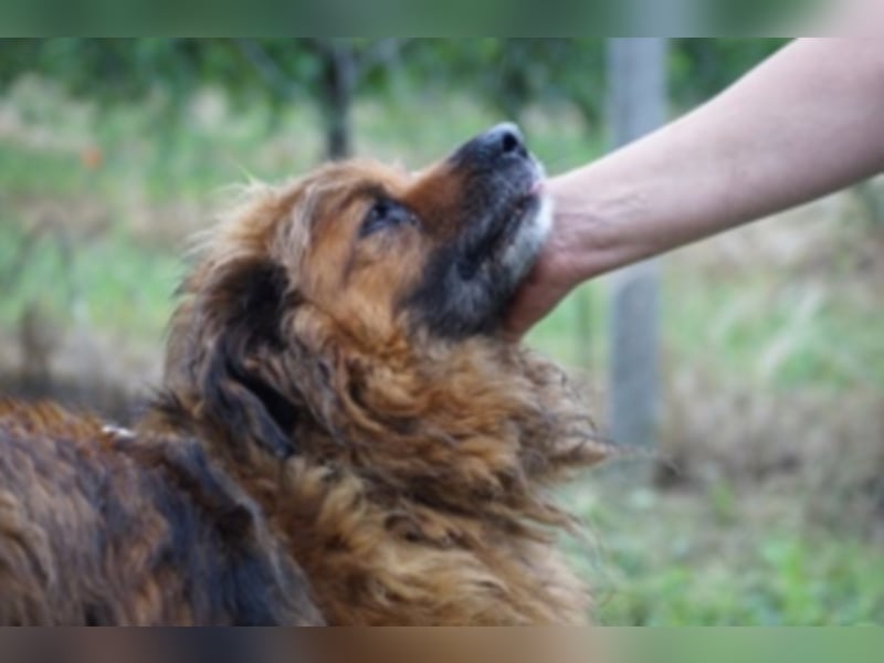 Rudi sucht Rentenplatz