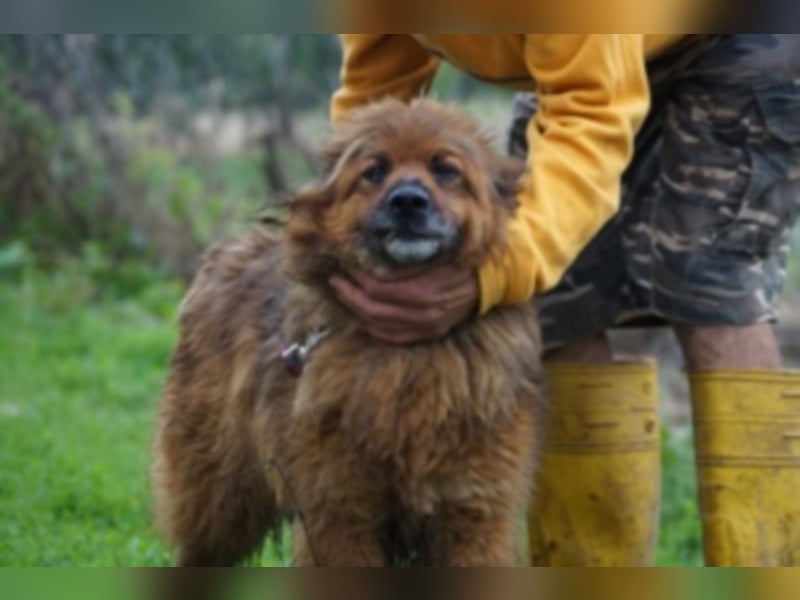 Rudi sucht Rentenplatz