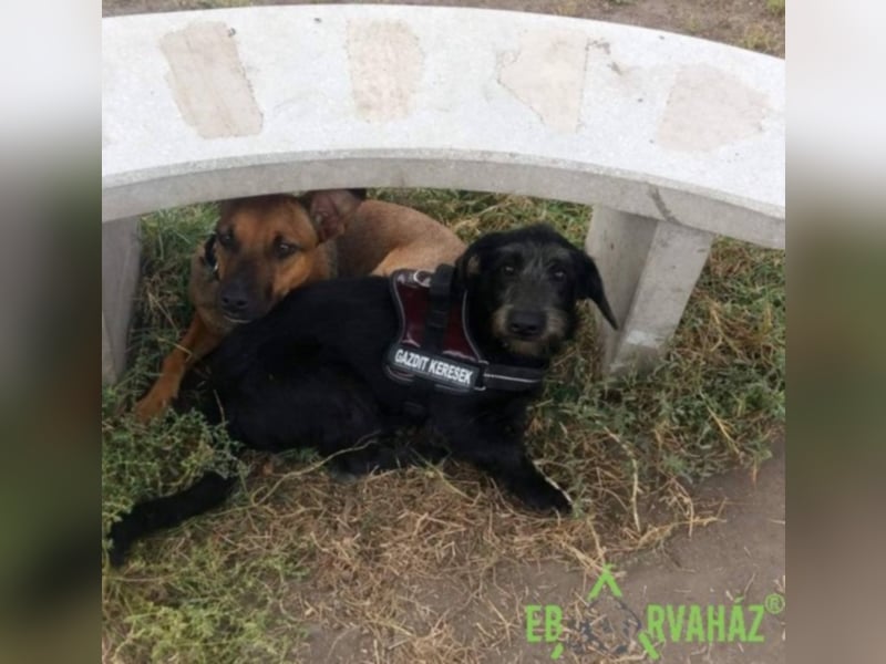 Ruby wünscht sich sein für immer zuhause