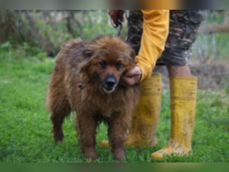 Rudi sucht Rentenplatz