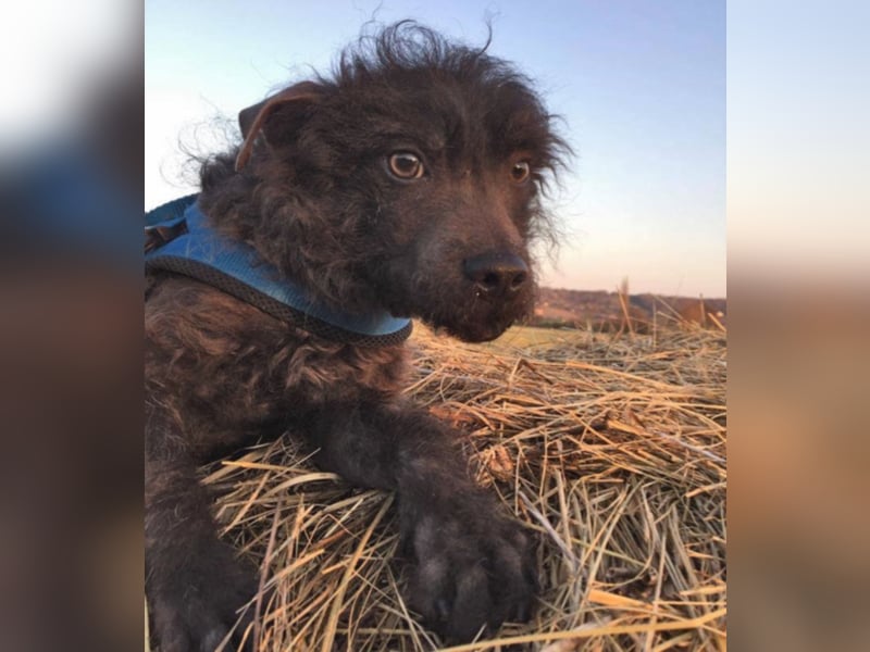 Wer zeigt Pepe das Leben