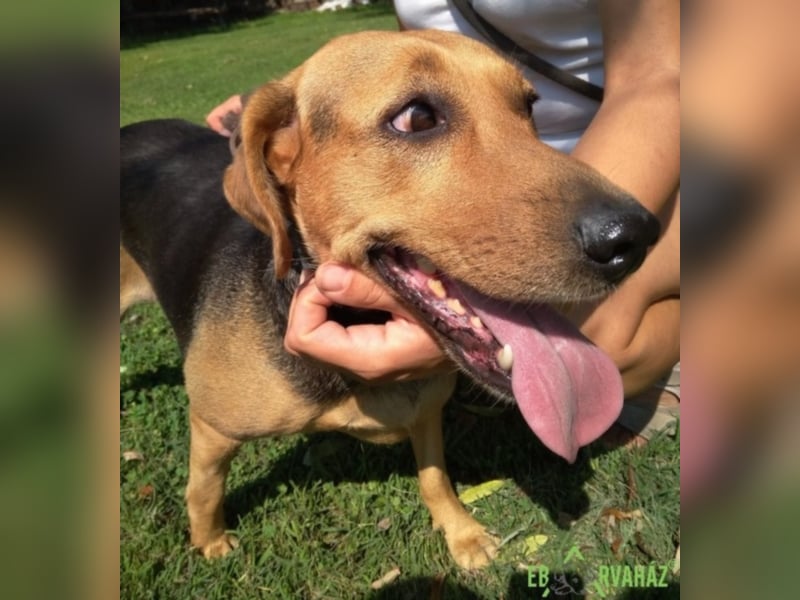 Pici sehnt sich nach einem zuhause