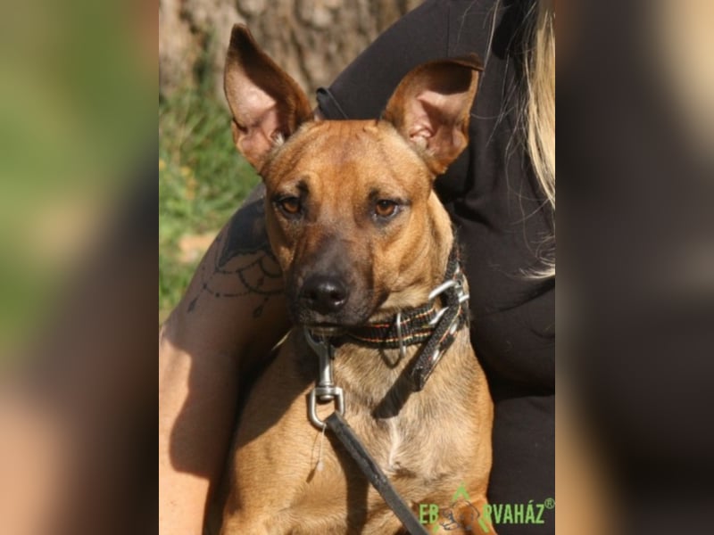 Ruby wünscht sich sein für immer zuhause