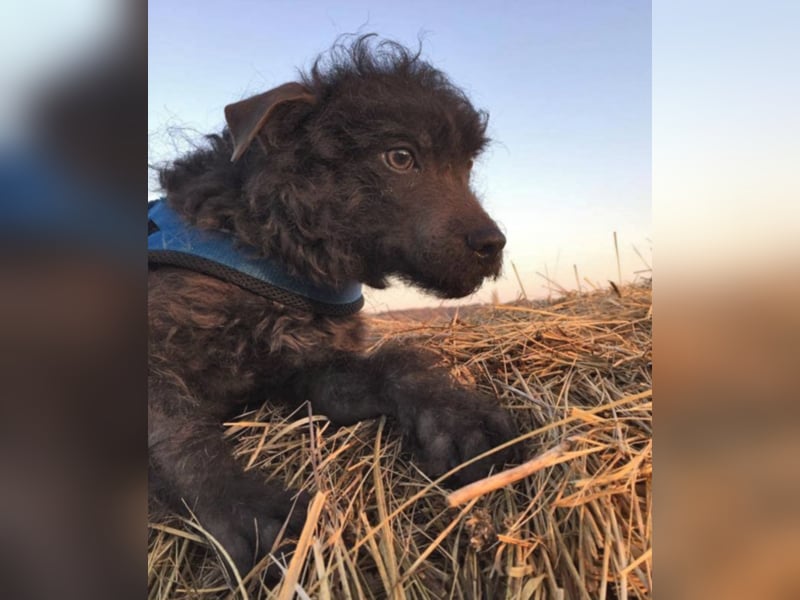 Wer zeigt Pepe das Leben