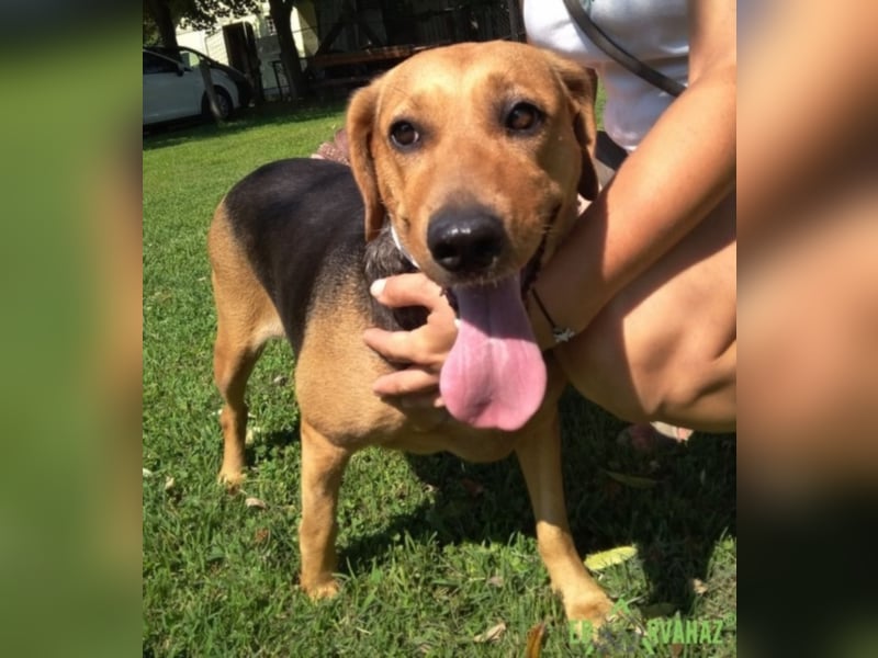 Pici sehnt sich nach einem zuhause