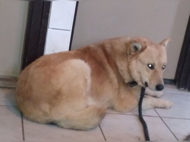 Bruno wünscht sich ein zuhause