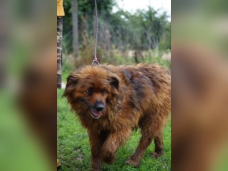 Rudi sucht Rentenplatz