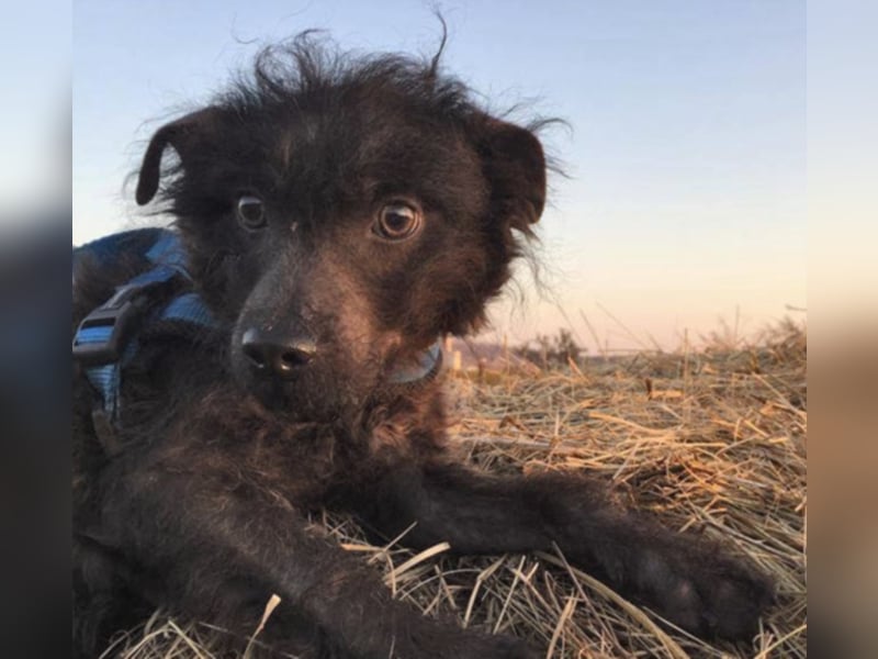 Wer zeigt Pepe das Leben