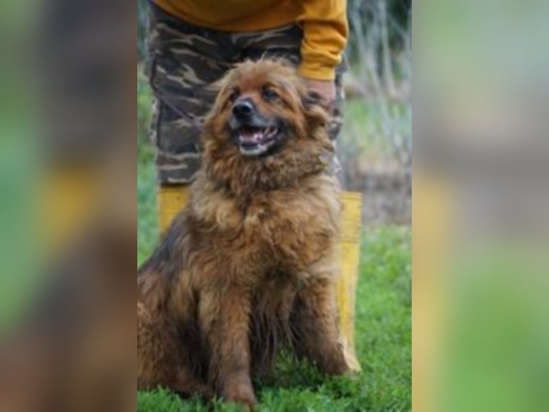 Rudi sucht Rentenplatz