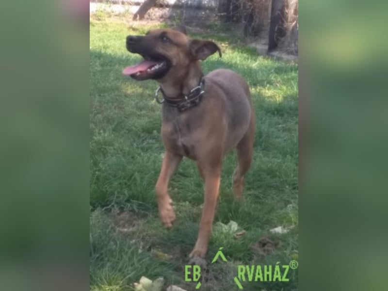 Ruby wünscht sich sein für immer zuhause