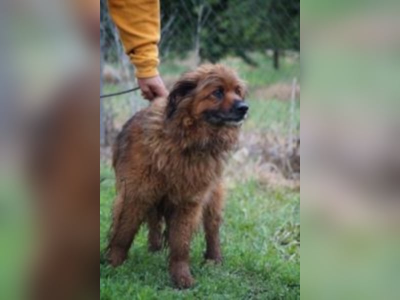 Rudi sucht Rentenplatz