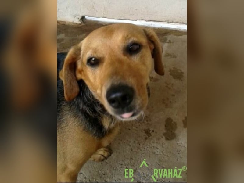 Pici sehnt sich nach einem zuhause