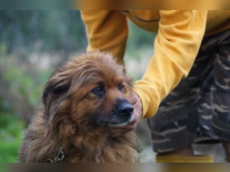 Rudi sucht Rentenplatz