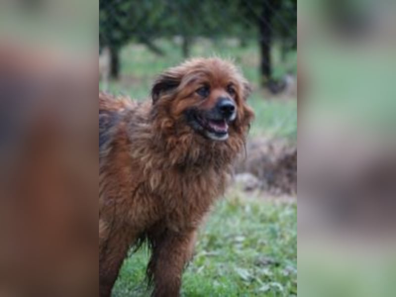 Rudi sucht Rentenplatz
