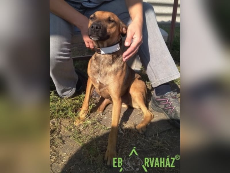 Ruby wünscht sich sein für immer zuhause