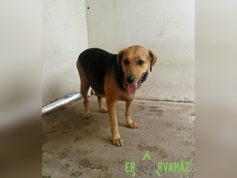 Pici sehnt sich nach einem zuhause