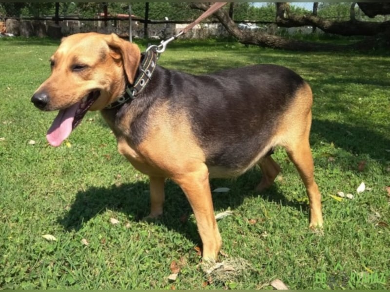 Pici sehnt sich nach einem zuhause