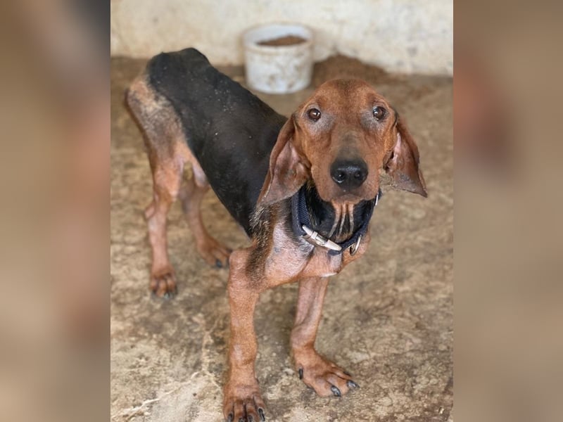 Abaluga, geb. ca. 01/2024, lebt in GRIECHENLAND, auf einer privaten Pflegestelle