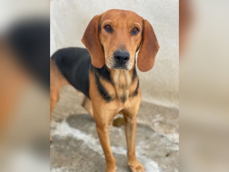 Draven, geb. ca. 11/2024, lebt in GRIECHENLAND, im städt. Tierheim Serres