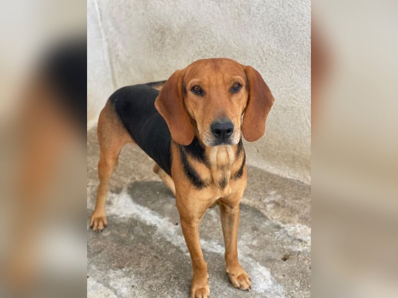 Draven, geb. ca. 11/2024, lebt in GRIECHENLAND, im städt. Tierheim Serres