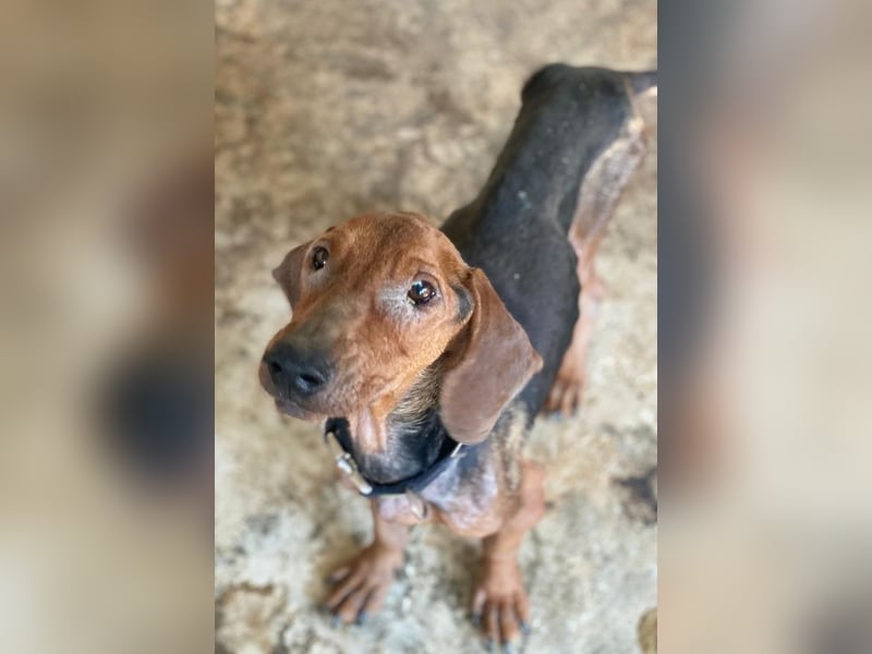 Abaluga, geb. ca. 01/2024, lebt in GRIECHENLAND, auf einer privaten Pflegestelle