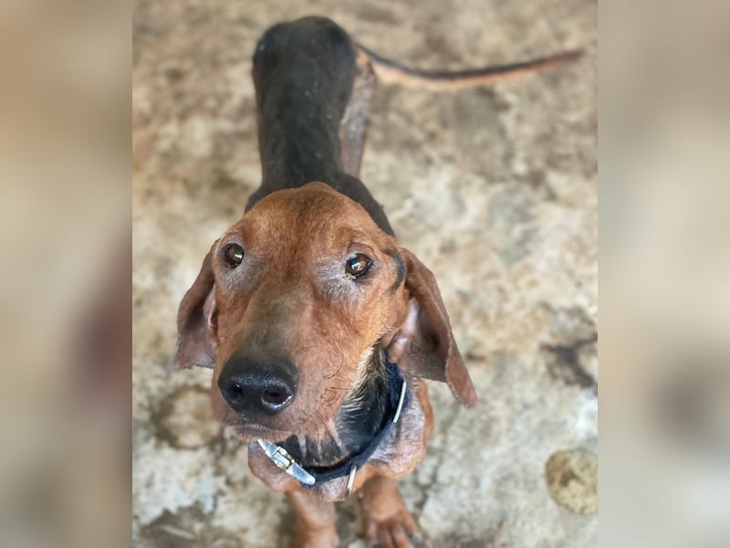 Abaluga, geb. ca. 01/2024, lebt in GRIECHENLAND, auf einer privaten Pflegestelle