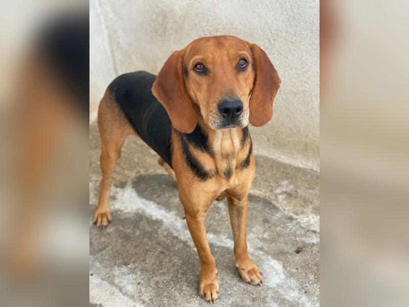 Draven, geb. ca. 11/2024, lebt in GRIECHENLAND, im städt. Tierheim Serres