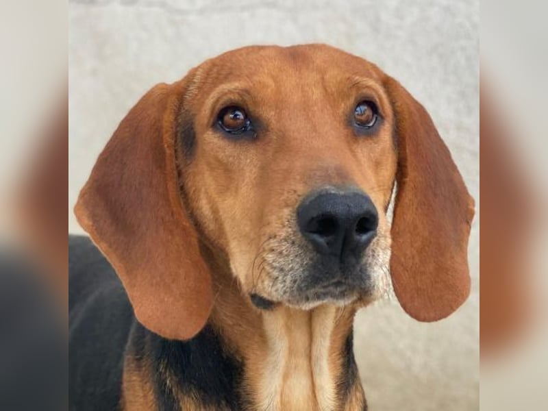 Draven, geb. ca. 11/2024, lebt in GRIECHENLAND, im städt. Tierheim Serres