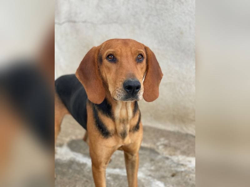 Draven, geb. ca. 11/2024, lebt in GRIECHENLAND, im städt. Tierheim Serres