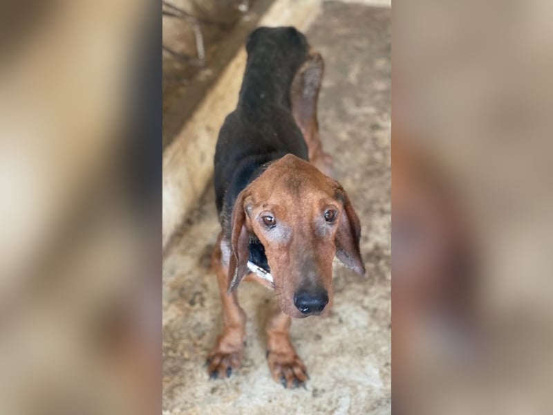 Abaluga, geb. ca. 01/2024, lebt in GRIECHENLAND, auf einer privaten Pflegestelle