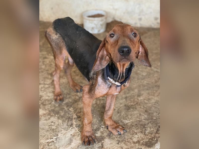 Abaluga, geb. ca. 01/2024, lebt in GRIECHENLAND, auf einer privaten Pflegestelle