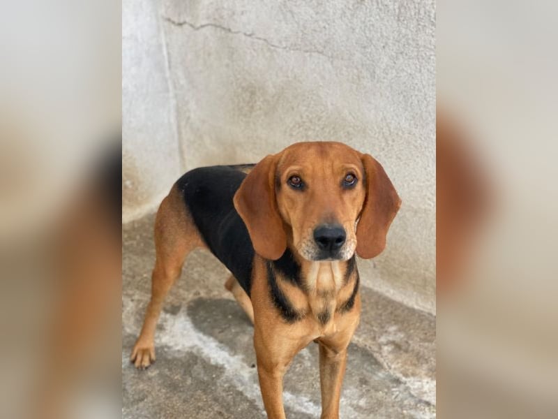 Draven, geb. ca. 11/2024, lebt in GRIECHENLAND, im städt. Tierheim Serres