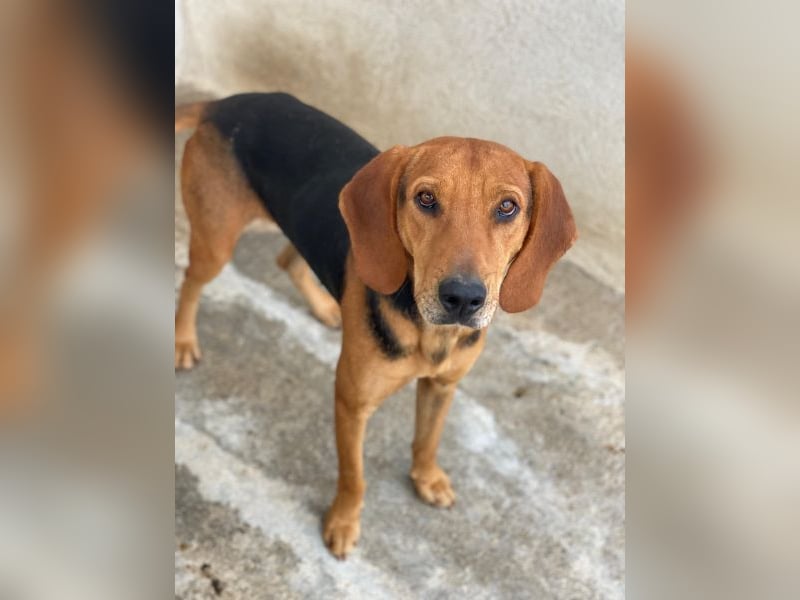 Draven, geb. ca. 11/2024, lebt in GRIECHENLAND, im städt. Tierheim Serres