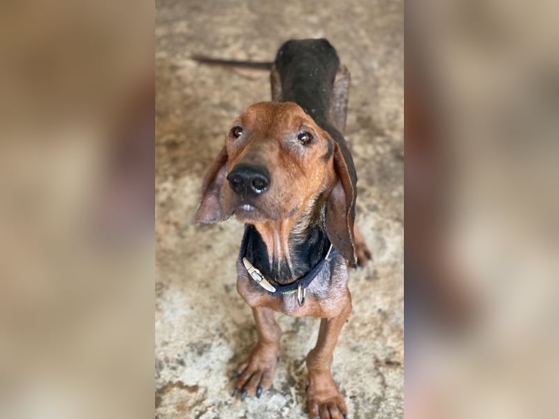 Abaluga, geb. ca. 01/2024, lebt in GRIECHENLAND, auf einer privaten Pflegestelle