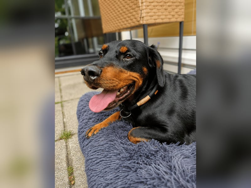 Beaufort sucht sein Für-immer-Zuhause