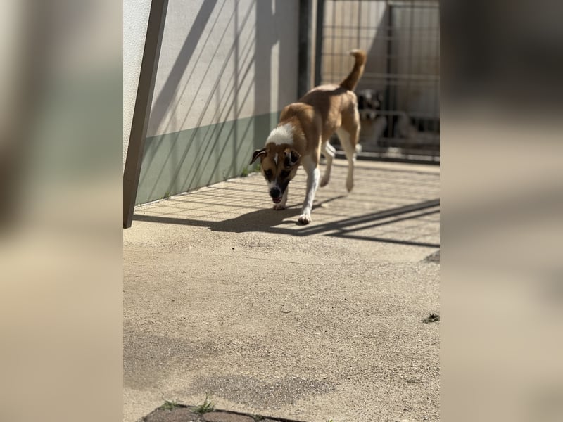 Bounty – ein Herz auf vier Pfoten sucht ihr Zuhause