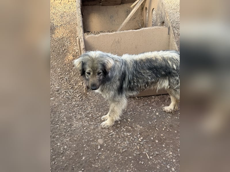 Nike – die introvertierte Herzenskandidatin sucht geduldiges Zuhause