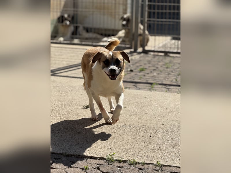 Bounty – ein Herz auf vier Pfoten sucht ihr Zuhause