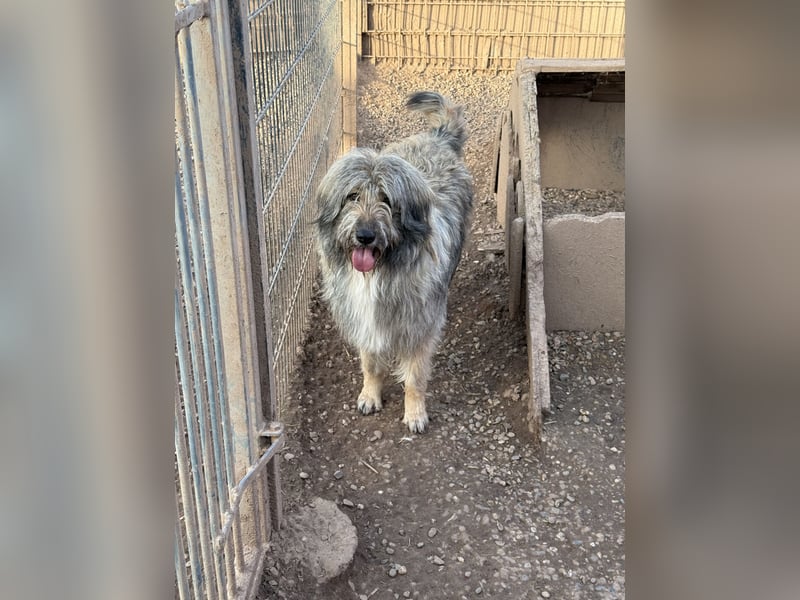 Nika braucht Liebe, ein Zuhause - und genau DICH!