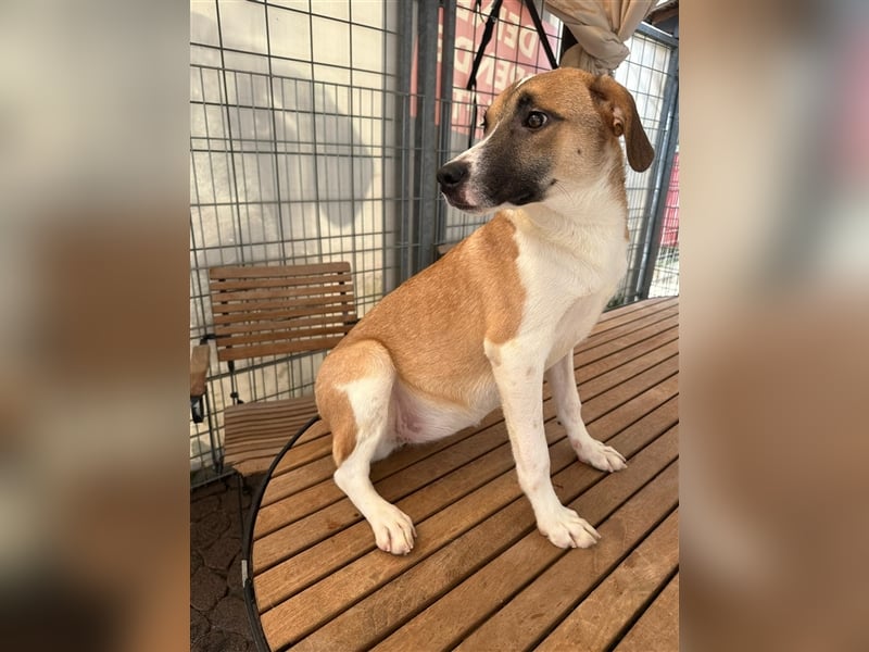 Bounty – ein Herz auf vier Pfoten sucht ihr Zuhause